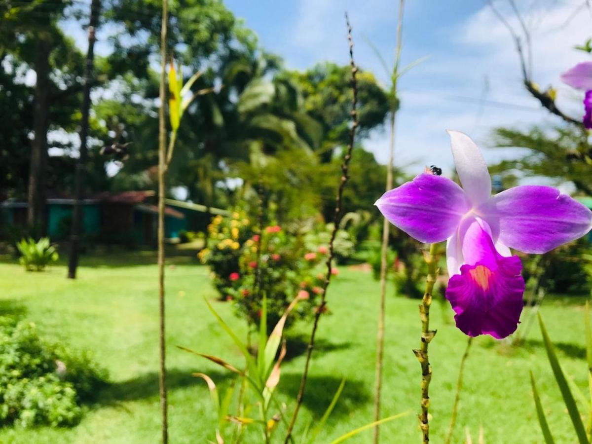 All Rankins Eco-Lodge ตอร์ตูเกโร ภายนอก รูปภาพ